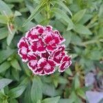 Dianthus barbatusBlüte