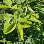 Laburnum anagyroidesFolio