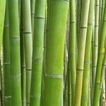 Phyllostachys bambusoides Blatt