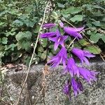 Campanula rapunculoides Квітка