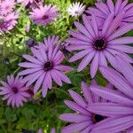 Osteospermum ecklonisЦветок