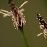 Eleocharis palustris Kvet