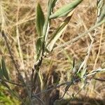Xeranthemum cylindraceum Hoja