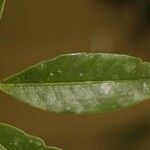 Amanoa guianensis Deilen