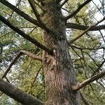 Torreya californica Hábitos