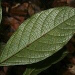 Cordia nodosa Blatt