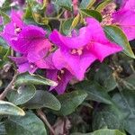 Bougainvillea glabraBlomst