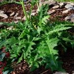 Cirsium rivulare Likasa