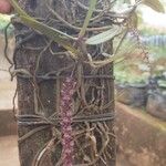 Rhipidoglossum rutilum Flower