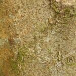 Conceveiba guianensis Кора