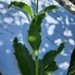 Kalanchoe lanceolata Blatt