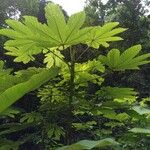 Cecropia schreberiana Hoja