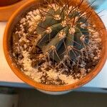 Melocactus azureus Yaprak