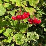 Viburnum trilobum Fruit