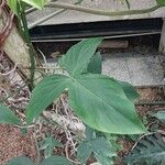 Philodendron camposportoanum ഇല