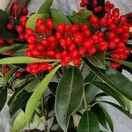 Skimmia japonica Alkat (teljes növény)