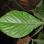 Ocotea valerioides Leaf