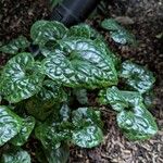 Asarum caudatum ᱥᱟᱠᱟᱢ