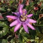 Passiflora amethystina Flower