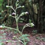 Scrophularia alpestris Habit