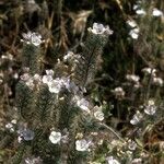 Phacelia ciliata 整株植物