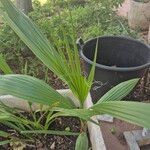 Washingtonia robustaBlad