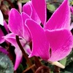 Cyclamen persicum Diğer