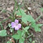 Geranium nodosumFlor