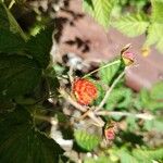 Rubus spectabilis Frukt