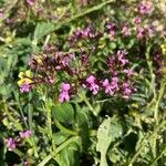 Valeriana graciliflora Flor