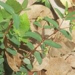 Euphorbia hyssopifolia फल