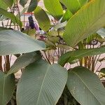 Calathea lutea List