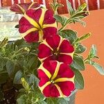 Petunia spp. Çiçek