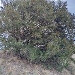 Juniperus thurifera Habitus