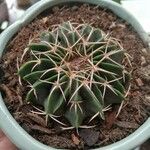 Echinocactus texensis 葉