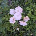 Rosa banksiae Çiçek