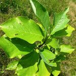 Magnolia acuminata Leaf