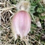 Pulsatilla vernalisFlower