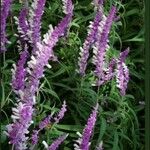 Salvia LeucanthaKvět