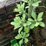 Euphorbia neriifolia Blad