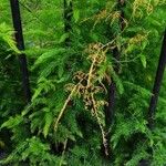 Asparagus racemosus Leaf