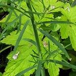 Linaria purpurea Blad