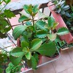 Kalanchoe longiflora Leaf