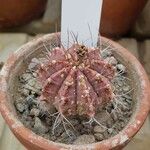 Gymnocalycium mihanovichii Habitatea