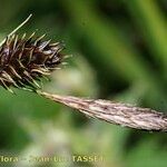 Carex frigida Цвят