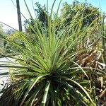 Puya alpestris Συνήθη χαρακτηριστικά