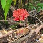 Hibiscus schizopetalus Flor