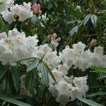 Rhododendron morii Blüte