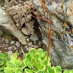 Saxifraga cuneifolia Flor