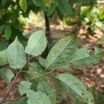 Baphia pubescens Φύλλο